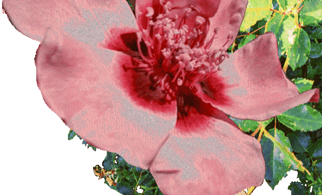 a dithered image of  a rose